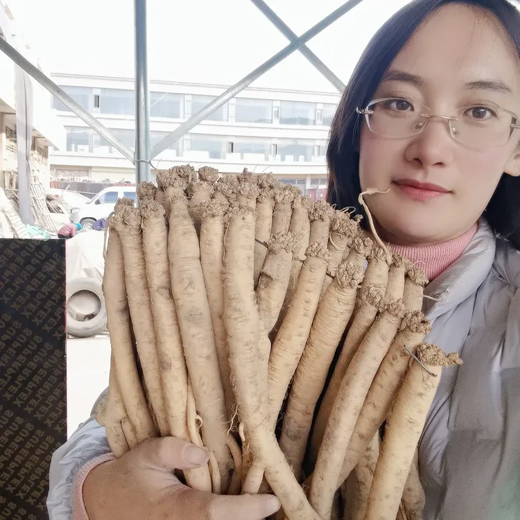 甘肃渭源新鲜白条党参特大条