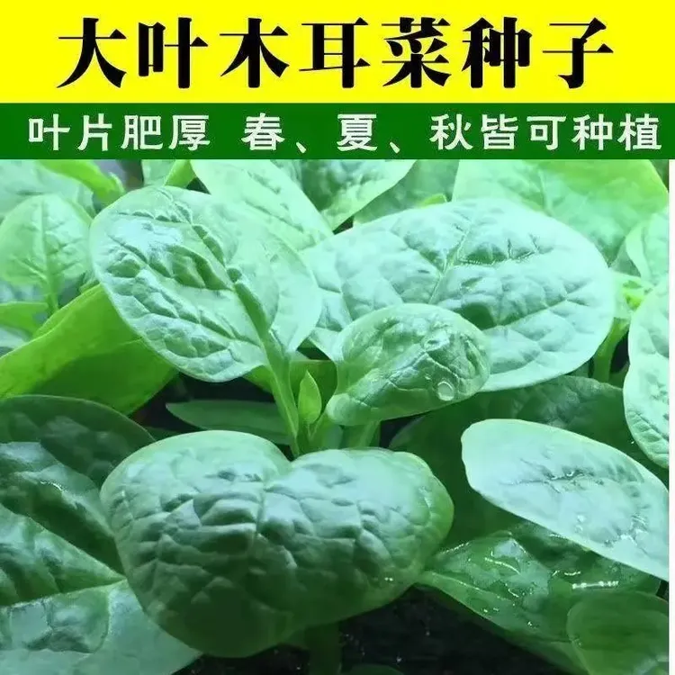 大叶木耳菜种子苗落葵小青菜耐高温高湿春夏四季阳台盆栽蔬菜种子