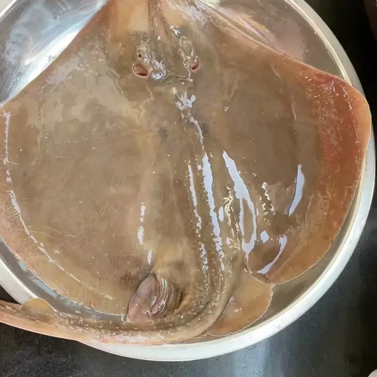 大连本地新鲜野生老板鱼顺丰包邮海鱼