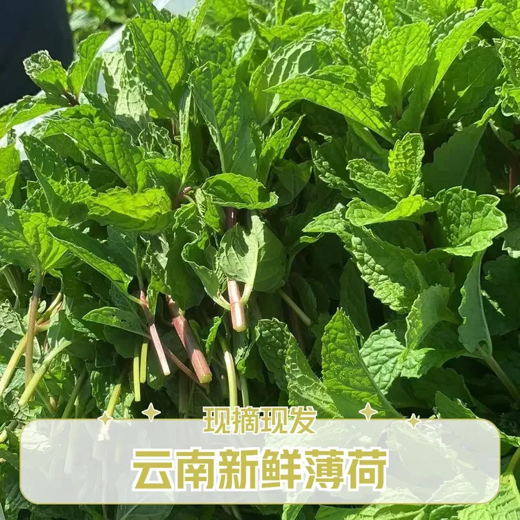 云南新鲜薄荷叶留兰香食用香料去腥调味牛羊肉火锅配料