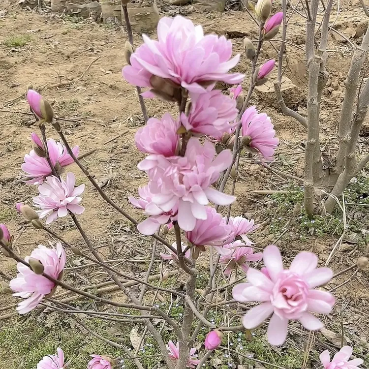 日本星花玉兰南北方均可种植适合地栽