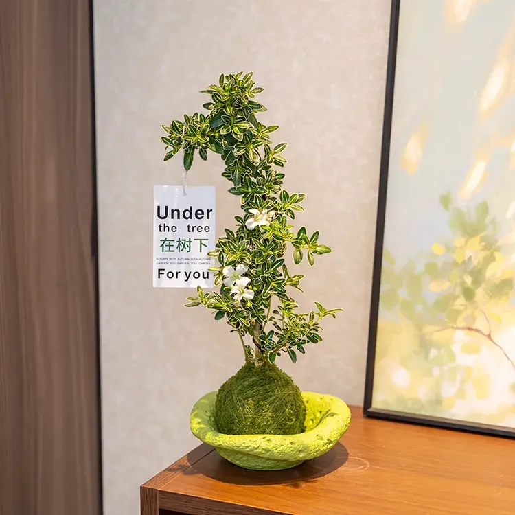 悬崖金边六月雪造型小盆栽苔藓球室内水培好养净化空气绿植盆栽