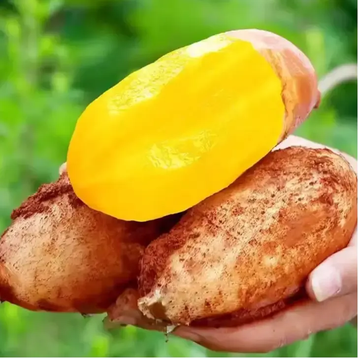 【宝藏水果】云南天山雪莲果新鲜水果清甜爽口特级当季红泥沙新果甜