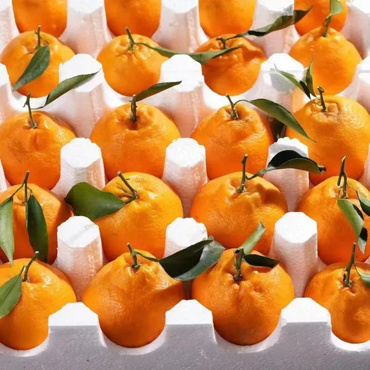 四川春见耙耙柑酸甜多汁粑粑柑橘子当季现摘水果新鲜采摘果园直发