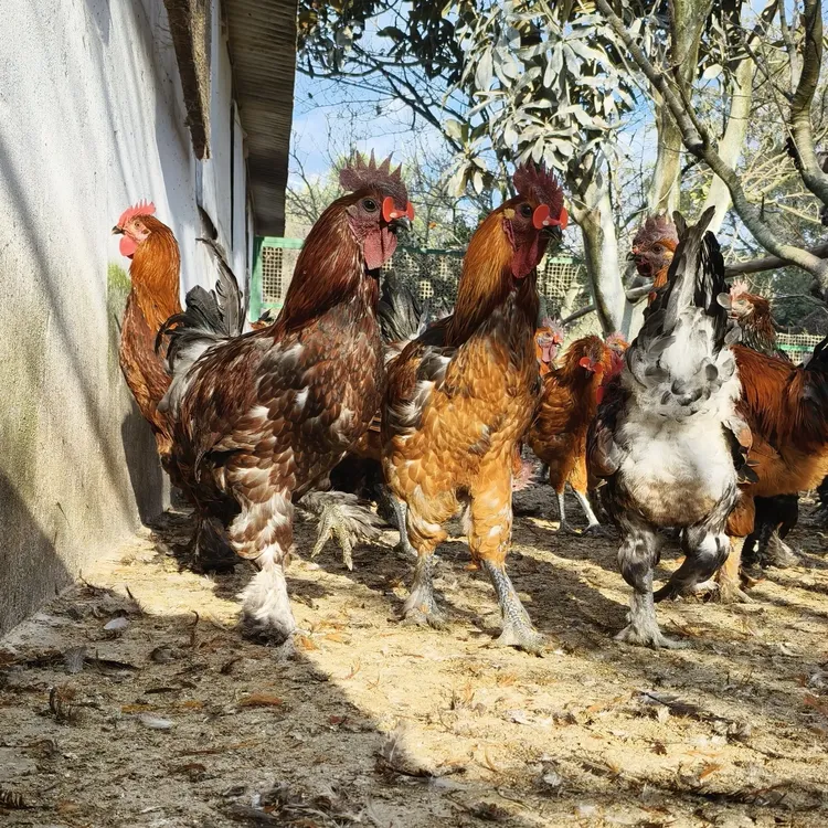 原种岩鹰鸡，散养土鸡 肉质丝滑新鲜美味