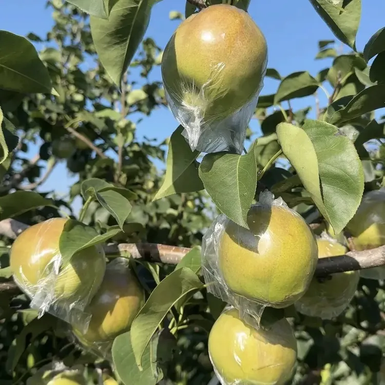 山西隰县玉露香梨新鲜应季水果脆甜多汁皮薄肉厚礼盒装