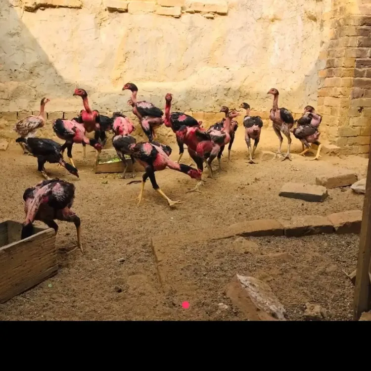 正宗农家散养越南斗鸡蛋，斗鸡蛋，新鲜健康适合孕妇月子