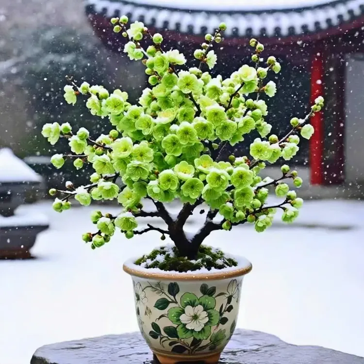 浓香型耐寒腊梅盆栽老桩庭院阳台花卉绿植南北方好养植物四季开花