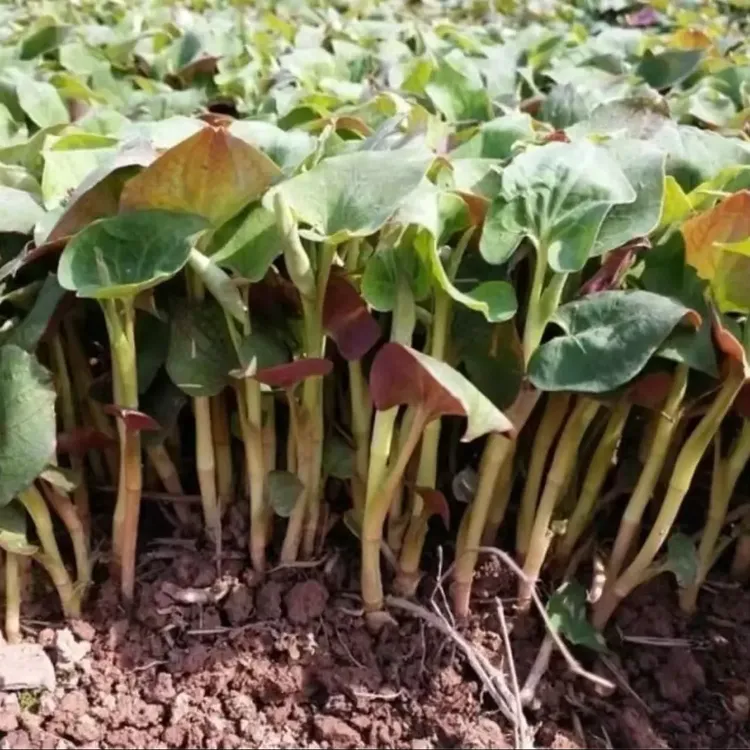 【鱼腥草种子】折耳根种子四季种植盆栽地栽阳台庭院种植