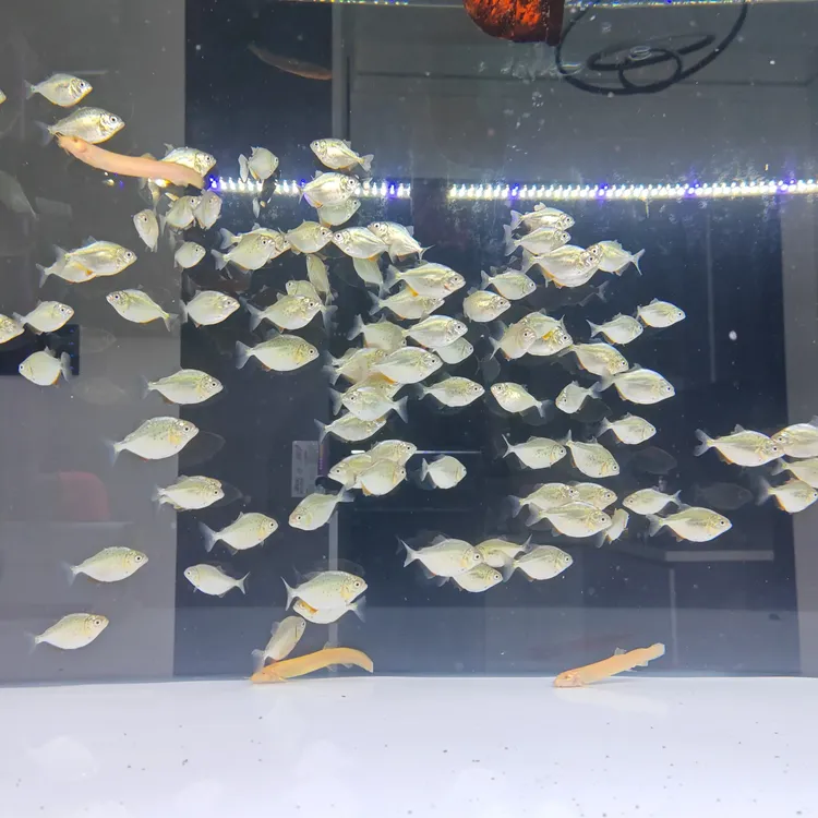 红腹观赏鱼，2-3-4-5，南美猛鱼老冯观赏鱼