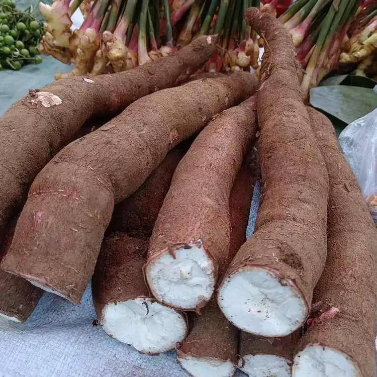 新鲜现挖云南老品种红皮木薯适合做粗粮甜品食材