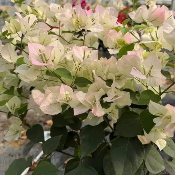 绿樱三角梅盆栽爬藤重瓣老桩四季开花适合室内外种植