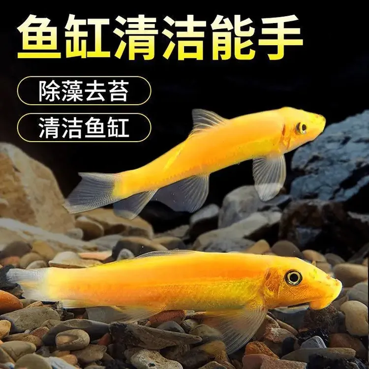 好养耐活金苔鼠鱼淡水热带鱼小型观赏鱼草缸除藻清洁粪便工具鱼