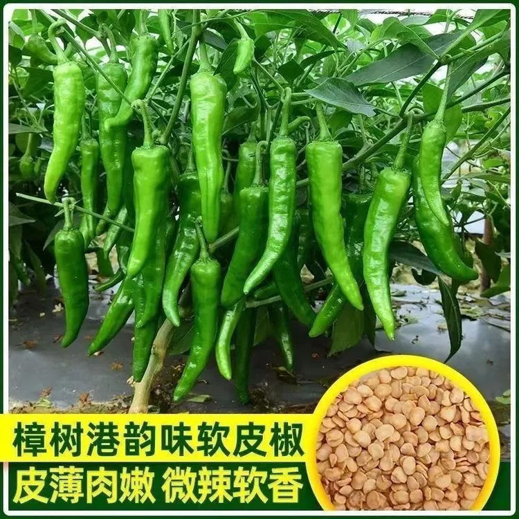 正宗樟树港椒种子樟树高产优质辣椒种子新种春秋四季播种