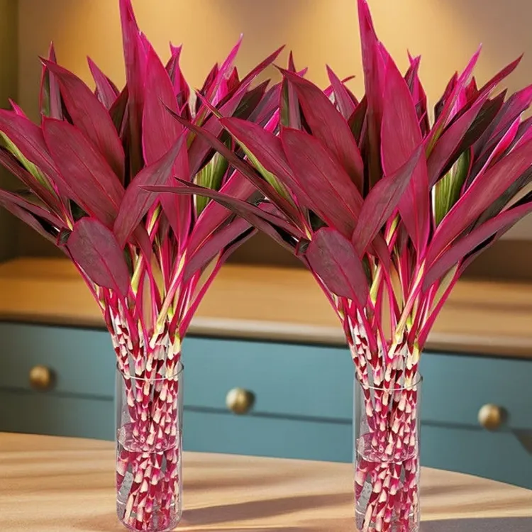 【A级精品】鸿运竹红朱蕉紫竹鸿运当头年宵花室内室外简单好养