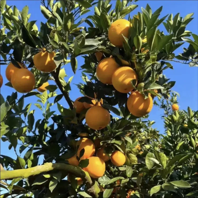湖南逍州下蒋脐橙新鲜现摘水果蜂糖甜味带箱十斤装包邮