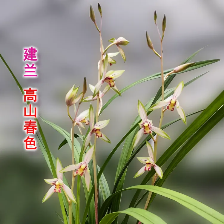建兰艺草【高山春色】花艺双全室内兰花绿植盆栽易养花卉