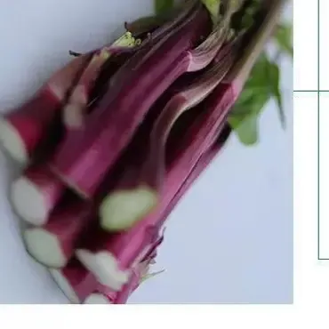 新鲜当季红菜苔高山菜心农家菜时令紫红苔菜苔新鲜蔬菜现摘现发