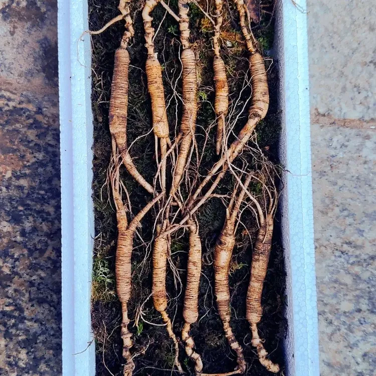 长白山新鲜现采现挖适合泡酒煲汤空运到家