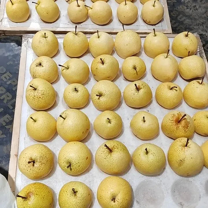 山西正宗万荣孤峰山酥梨（万荣聚宝梨果库）直发