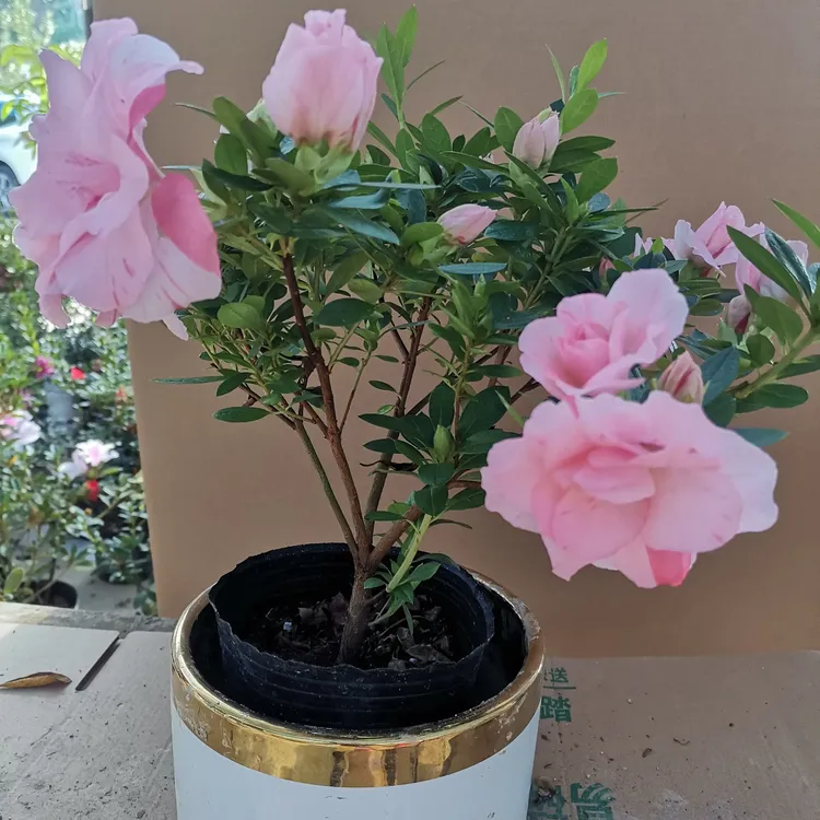 桃梅锦杜鹃花盆栽花苗客厅阳台植物花卉好养活四季花卉