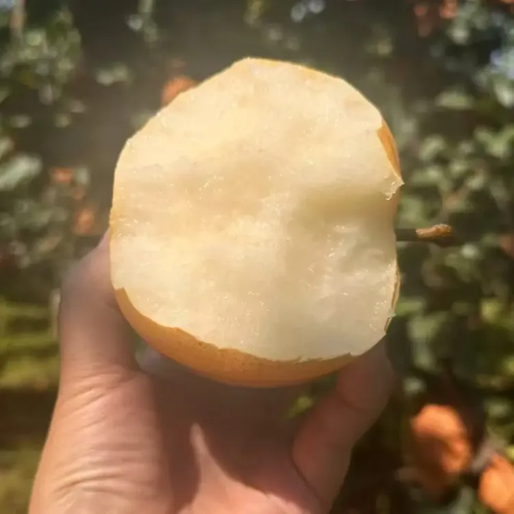山东头茬秋月梨现摘现发新鲜水果脆甜多汁（净重4.5斤）中通包邮