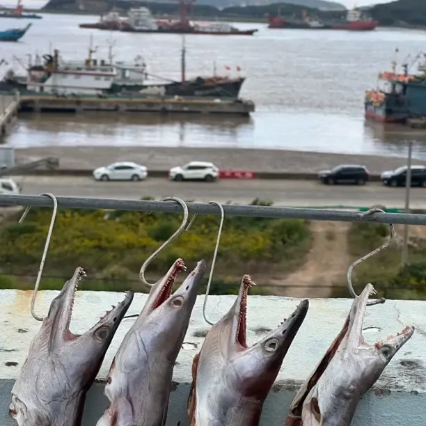 舟山海鲜风鳗鱼头海边晾晒淡干海产干货一斤（3-5）只