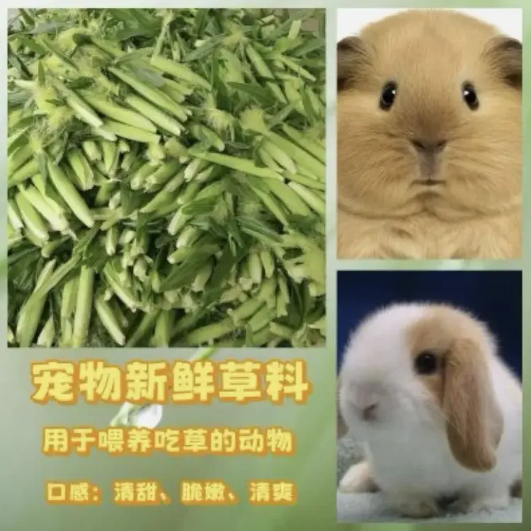 宠物新鲜玉米笋壳鲜嫩玉米皮宠物荷兰猪兔子豚鼠爱吃带须玉米笋皮