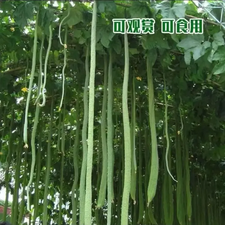 【特长丝瓜种子】高产早熟蛇形丝瓜种子小院蔬菜盆栽丝瓜肉丝瓜种籽