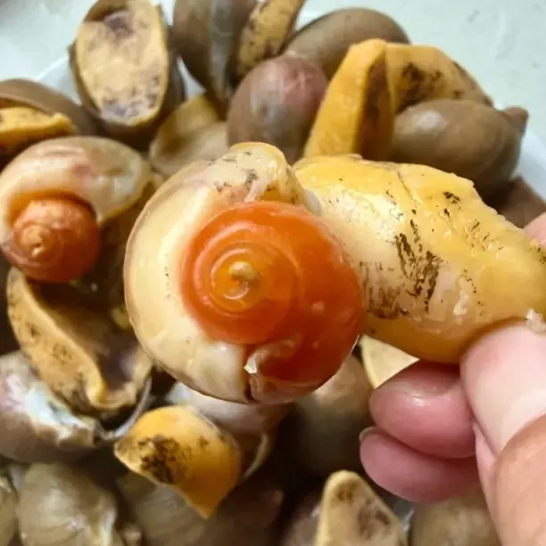 免洗老婆脚海洋岛大号鲍螺