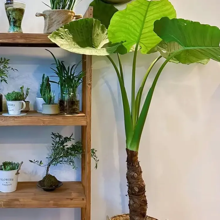 滴水观音霸王芋又名大型海芋室内室外绿植盆开业大型绿植盆栽
