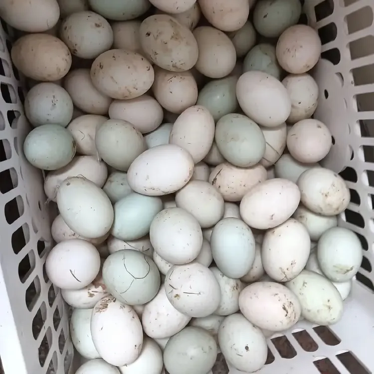 农家散养新鲜当日鲜土鸡蛋/土鸭蛋湖里放养原生态现捡现发