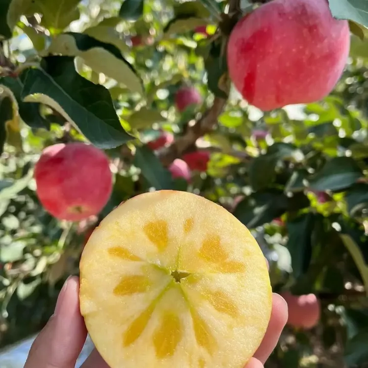 【小渝妈妈家】冰糖心红富士苹果新鲜当季脆甜多汁水果