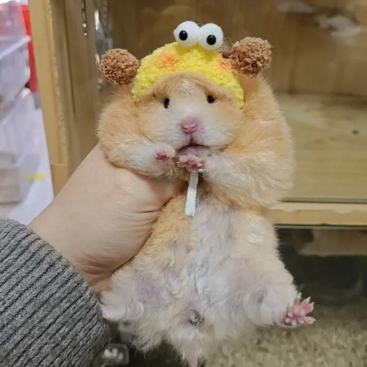 家养温顺长毛短毛卷毛金丝熊仓鼠宠物