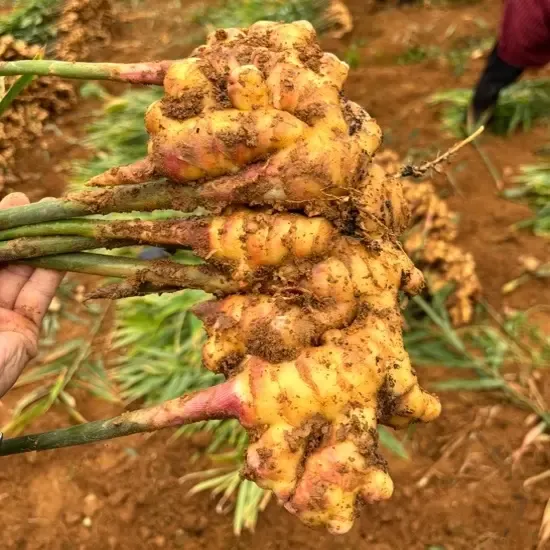 云南高山新鲜现挖生姜