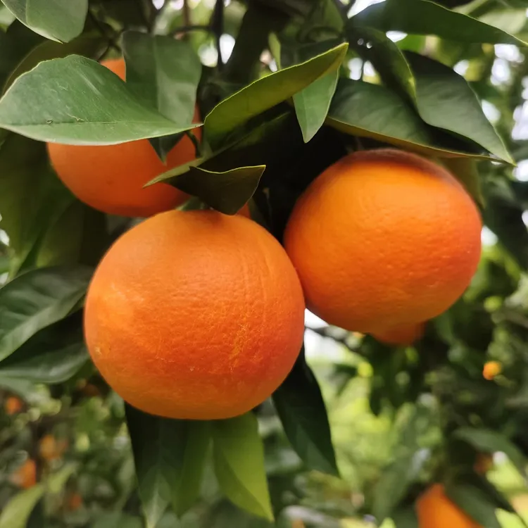 血脐重庆产地直发新鲜多汁酸甜可口的应季橘子水果