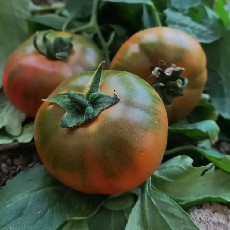 顺丰包邮盘锦碱地柿子铁皮柿子草莓柿子不升糖基地直发