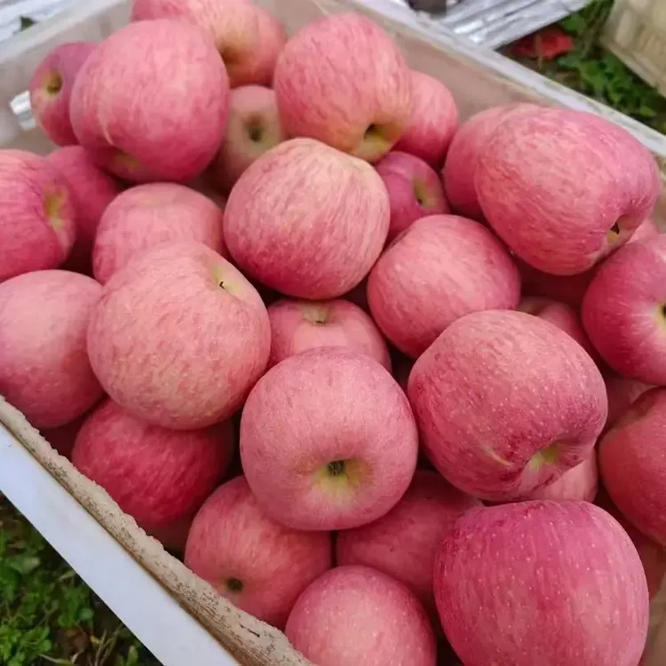 陕西洛川红富士现摘现发洛川苹果脆甜多汁新鲜水果产地直发正宗