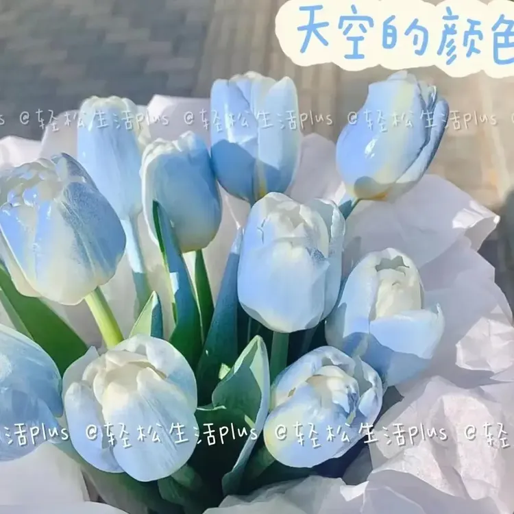 【四季开花】耐寒郁金香水培盆栽浓香懒人绿植花卉盆栽室内大种球