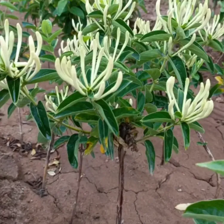 不搭架大把抓农大二号十五天不开花基地直销现挖现发绿植金银花