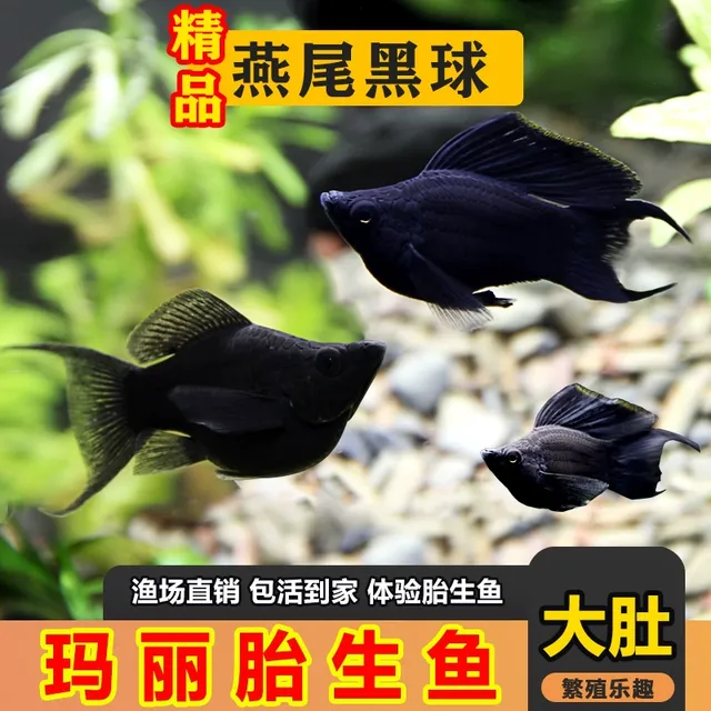 燕尾黑玛丽玛丽鱼玛丽球鱼不加氧小鱼新手冷水鱼吃油膜清洁观赏鱼
