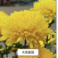 【大花皇冠】大花富贵菊 九月大菊盆栽开花好看