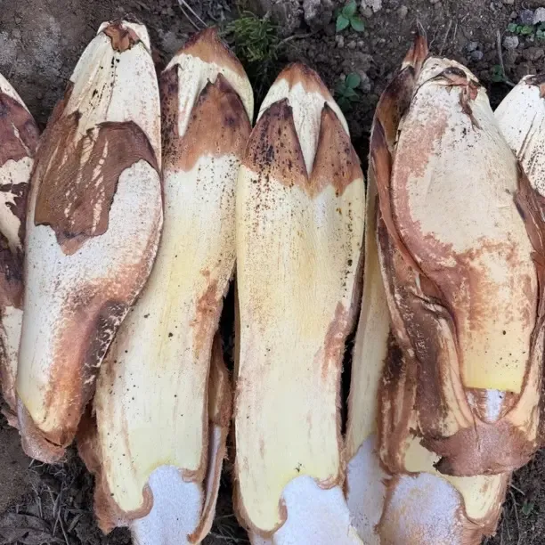 云南德宏油松岭乡高海拔粽包米农家特产带壳发货