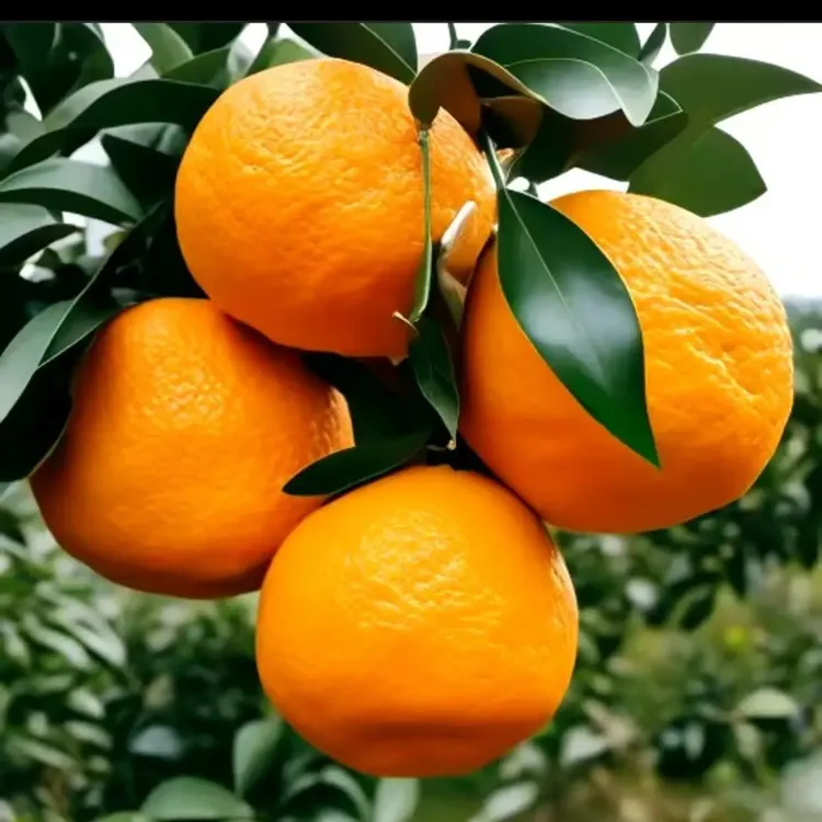 四川春见耙耙柑，产地直发，新鲜到家