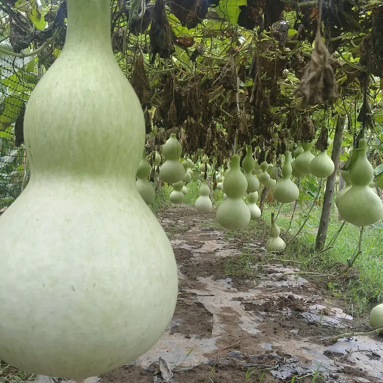 山西铁皮亚腰葫芦种子品质优良