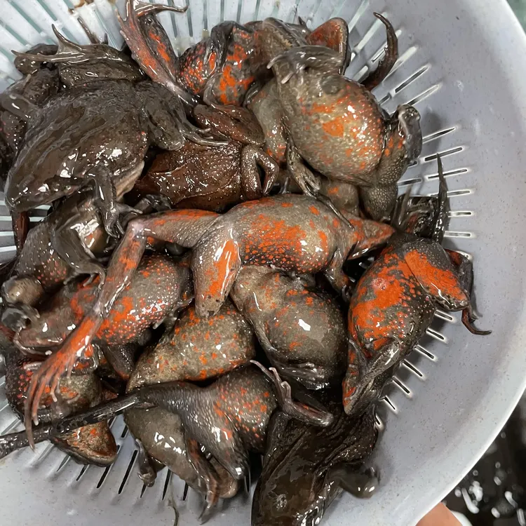 东北特产全母哈士蟆 石蛤蟆 草蛤蟆 满油满籽顺丰包邮