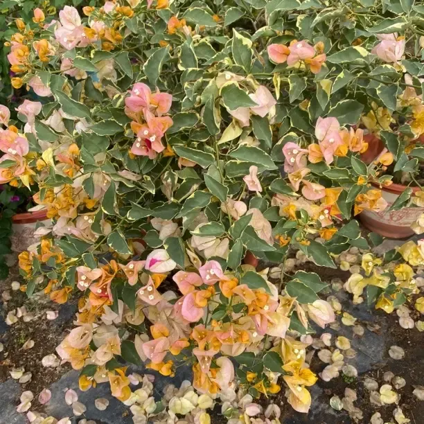 黄马斯三角梅一物一拍打木架顺丰包邮