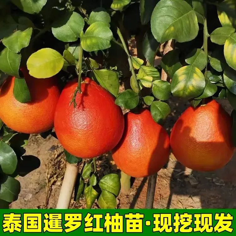 柚子树苗泰国三红柚苗暹罗红柚果树苗南方庭院阳台栽种大苗带土球