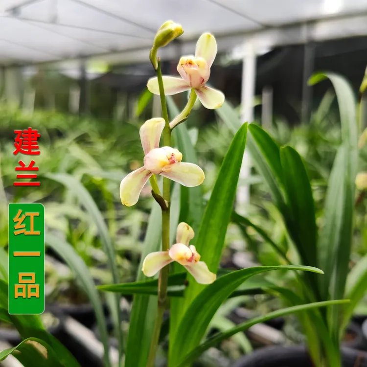 建兰梅瓣【红一品】建兰八大名品之六浓香室内绿植盆栽易养花卉