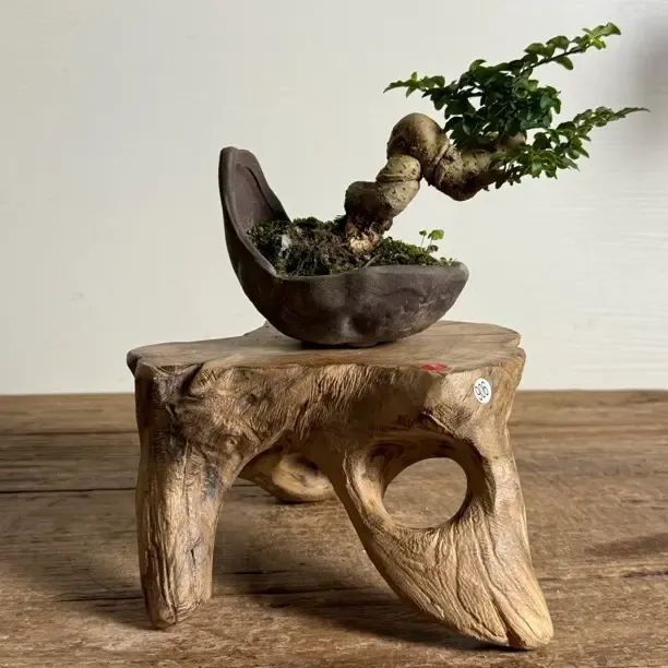 直播间一物一拍风柏木(需要在直播间选购)